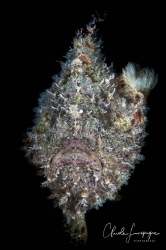 Frog-fish by Claude Lespagne 